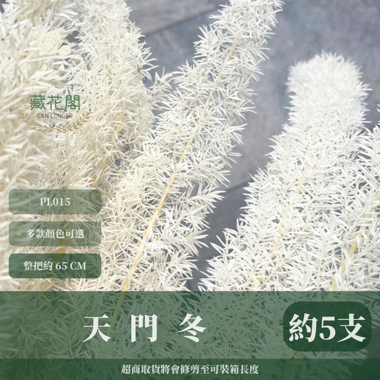 PL015 天門冬 台灣現貨 狐狸尾巴