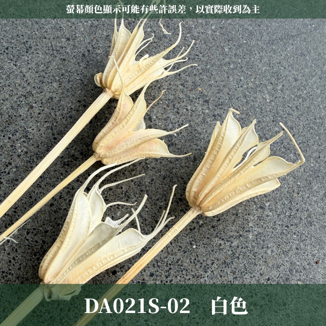 DA021S 象牙白木百合經濟包｜乾燥小百合 八角花 乾燥花材 花束 裝飾 DIY插花 浮游花 蠟燭材料 手作拍照道具