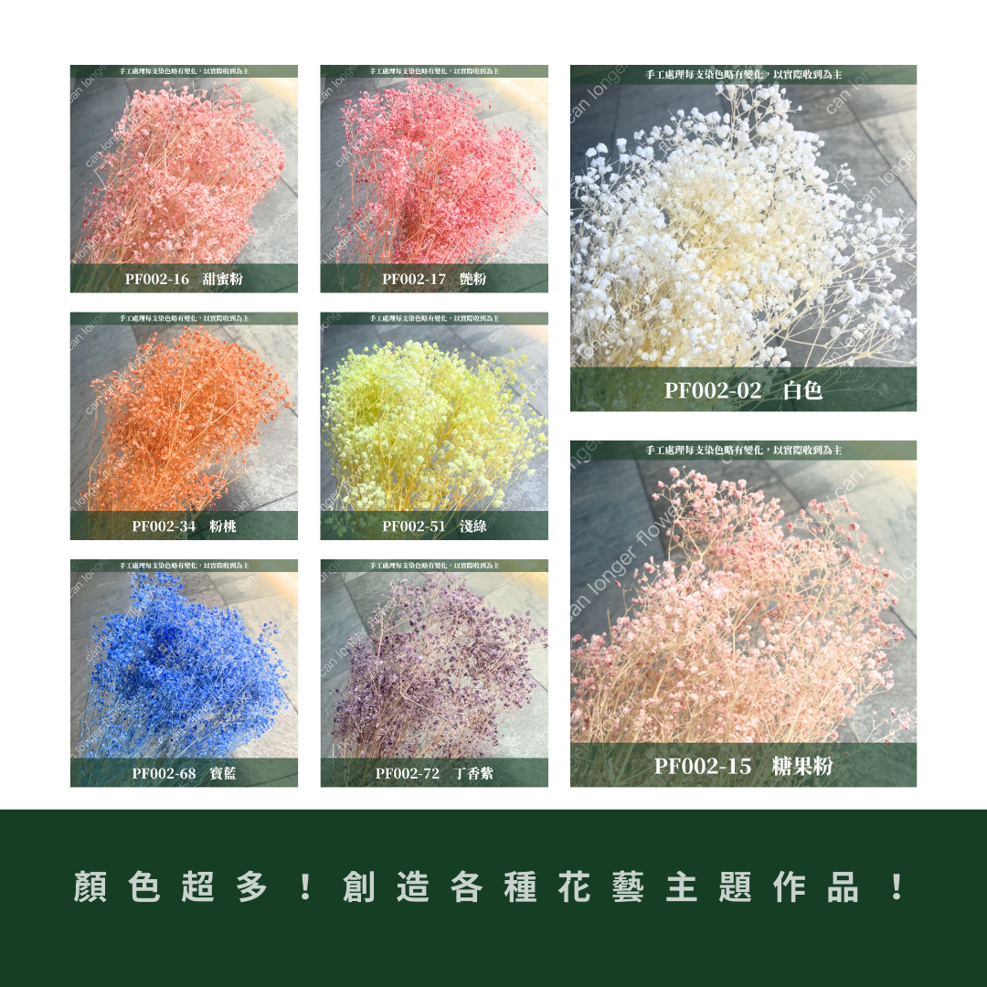 PF002 原裝夢幻星｜A級漂色滿天星 特級漂白滿天星 夢幻滿天星 永生花  乾燥花 拍照道具 店面佈置 DIY手作