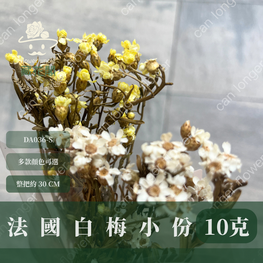 DA036S 法國白梅(約10克) 小份量