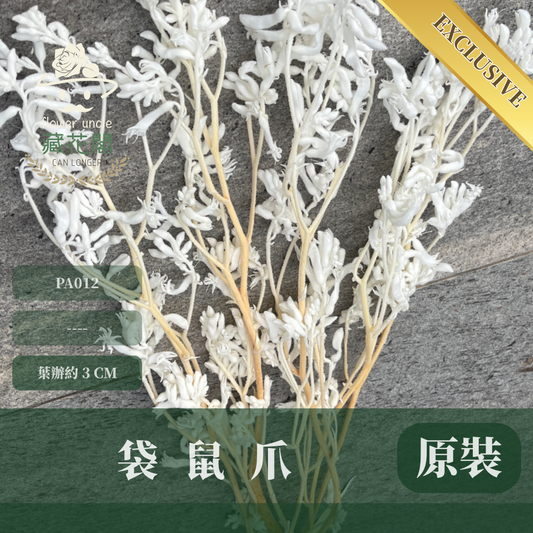 PA012 獨家花材 袋鼠爪 鼠爪花 台灣現貨 永生花材