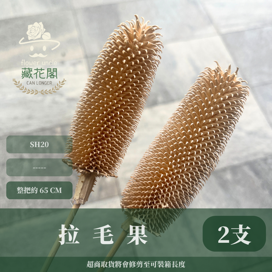 SH20 拉毛果 台灣現貨 2支/1包