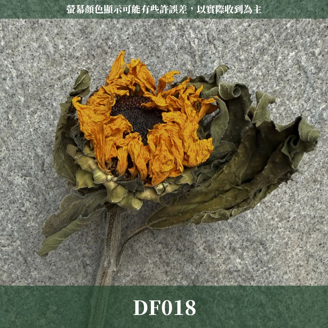 DF018 乾燥向日葵｜限量售完不補｜單頭販售 畢業花束材料 乾燥花 永生花 畢業向日葵 復古花材 乾燥花材主花 太陽花