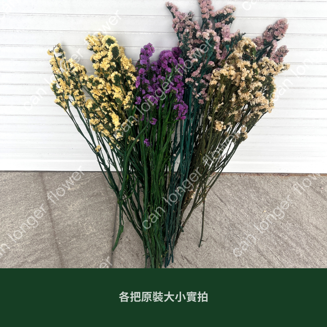 PF007 原裝永生星辰花｜勿忘我 不凋花 永生花材 花藝材料 婚禮花束 DIY捧花 拍照道具 手作素材 鄉村風擺飾