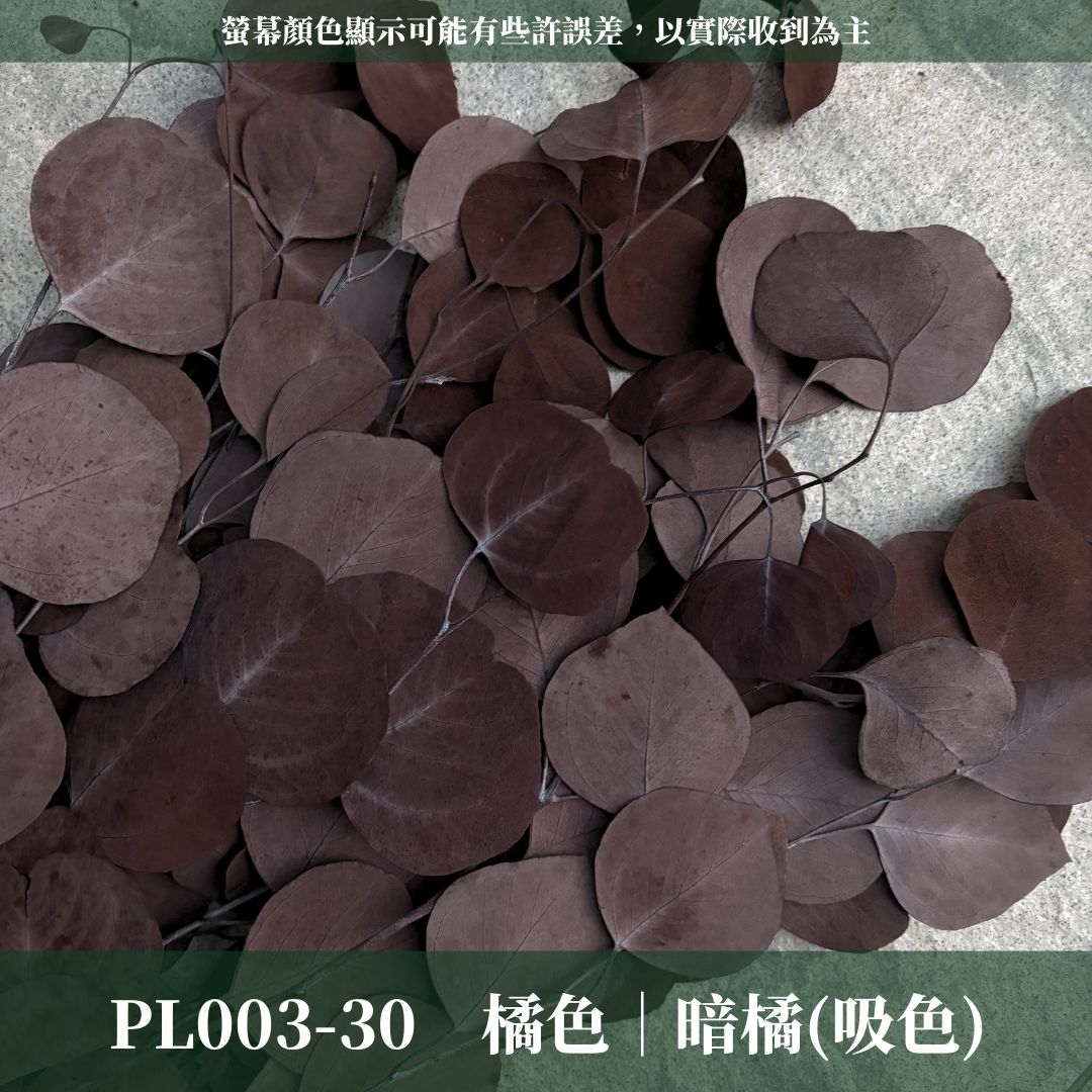 PL003 原裝蘋果葉尤加利｜超級回饋！9+3獨家漸層色！永生尤加利葉 尤加利葉 永生花 乾燥花 花材出清 裝飾擺件