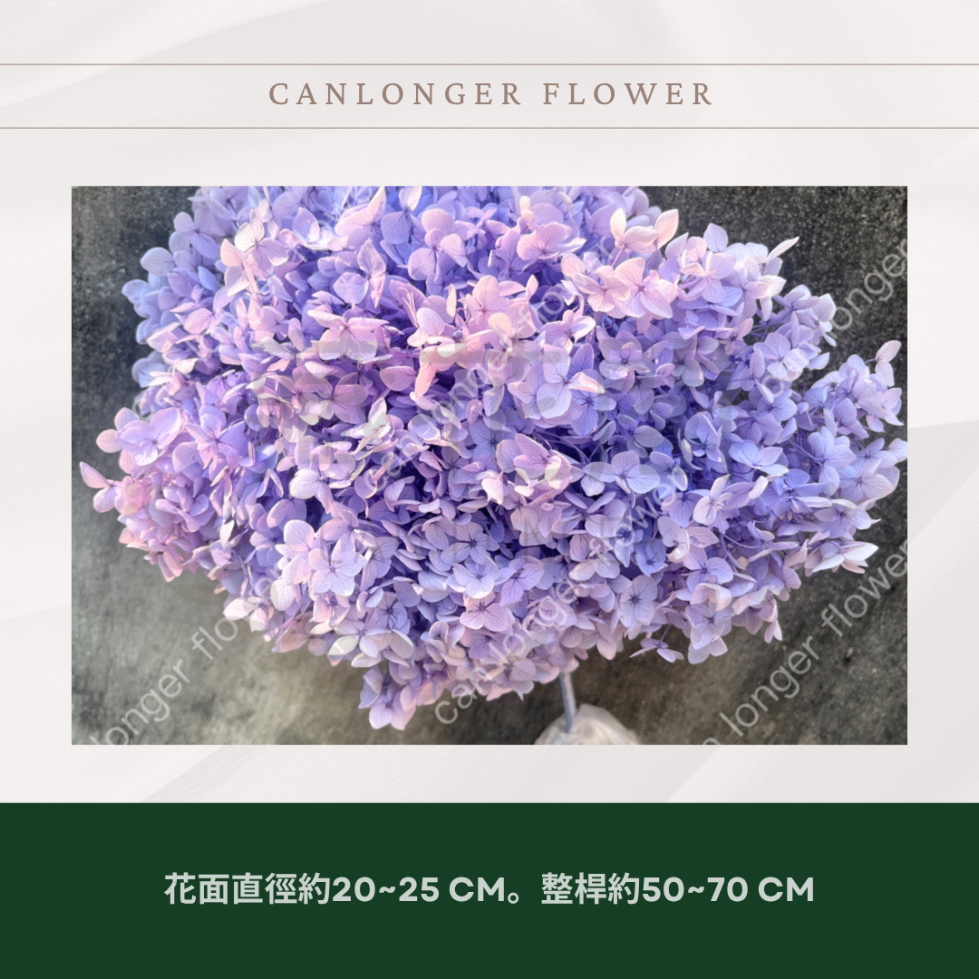 PF005 安娜繡球單支｜ A級 大份量 帶梗紫陽花 永生花 不凋花 乾燥花 DIY花材 拍攝道具 漸變花藝繡球 浮游花