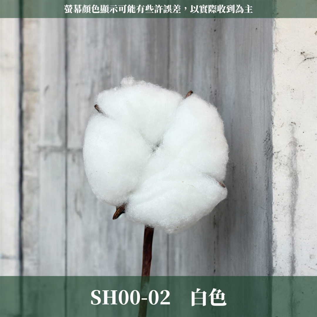 SH00s 棉花單支｜12+6種顏色 特殊五辦棉花特殊款 白色棉花 天然棉花 乾燥花 花藝 多色棉花 棉花 手工花 裝飾