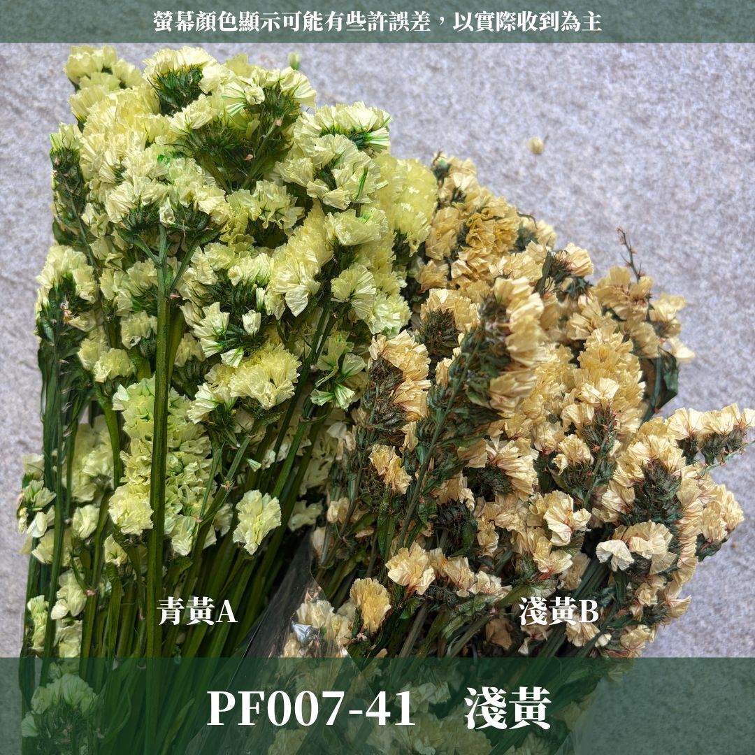 PF007 原裝星辰花｜買四送一｜永生勿忘我 不凋花 永生花材 花藝材料 婚禮花束 DIY捧花 拍照道具 花藝師必買