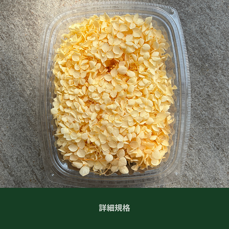 PF005M 安娜繡球中盒裝｜A級 漸層繡球 紫陽花 永生花 不凋花 乾燥花 DIY花材 拍攝道具 浮游花材料包