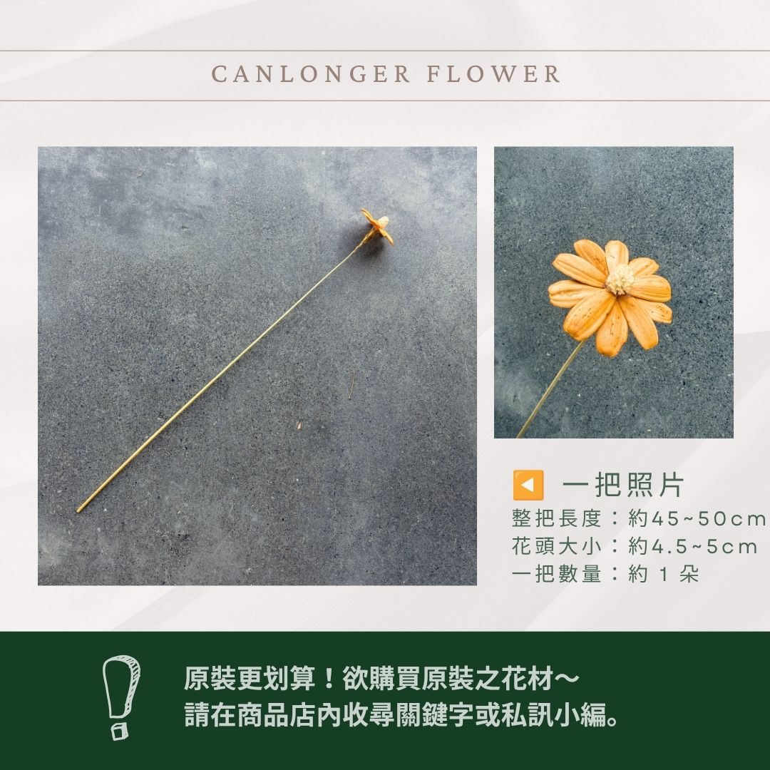 SH54S 木片瑪格麗特｜單支｜乾燥花批發 瓜子花 小雛菊 不凋花 木春菊 花藝設計 拍照道具 手工花 DIY 花藝插花