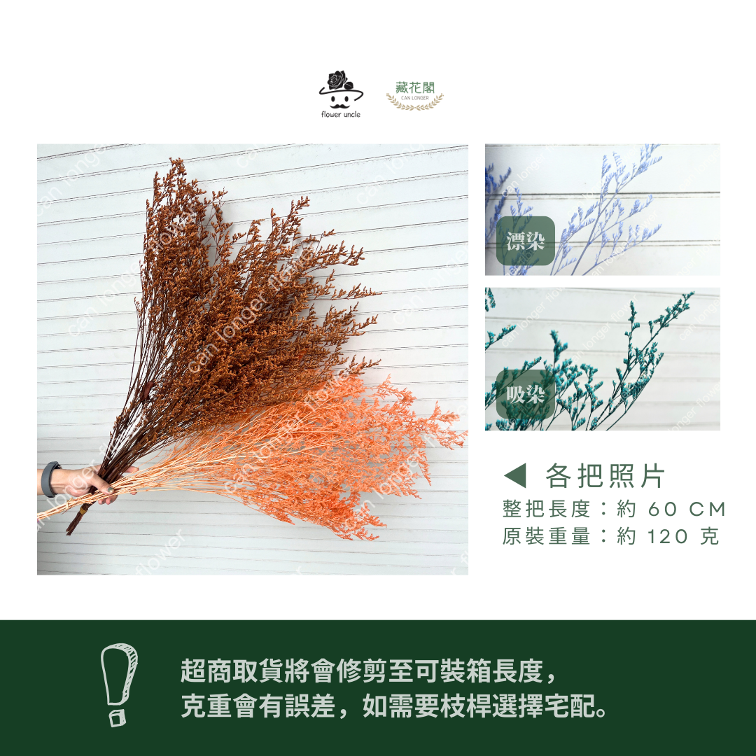 PF004 原裝卡斯比亞｜買五送一！花藝師必買 情人花 永生卡斯比雅 永生花手作DIY 不凋花材 韓式乾燥花材配花 婚禮