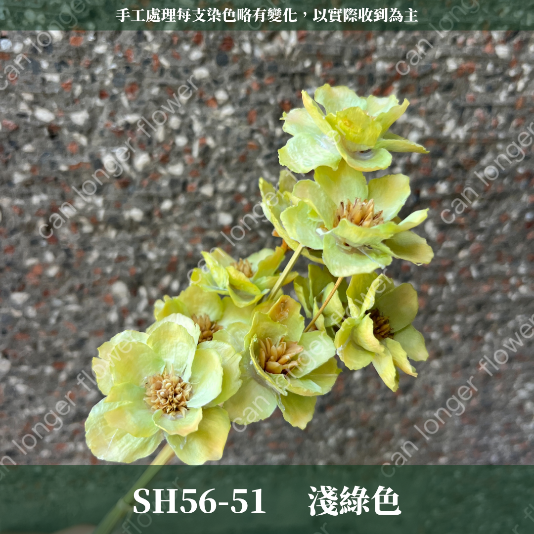 SH56 原裝手工銀連花｜9種顏色！A級乾燥花材料包 手工花主花 永生花 不凋花瓜子花花材 花束花材 花藝師必買