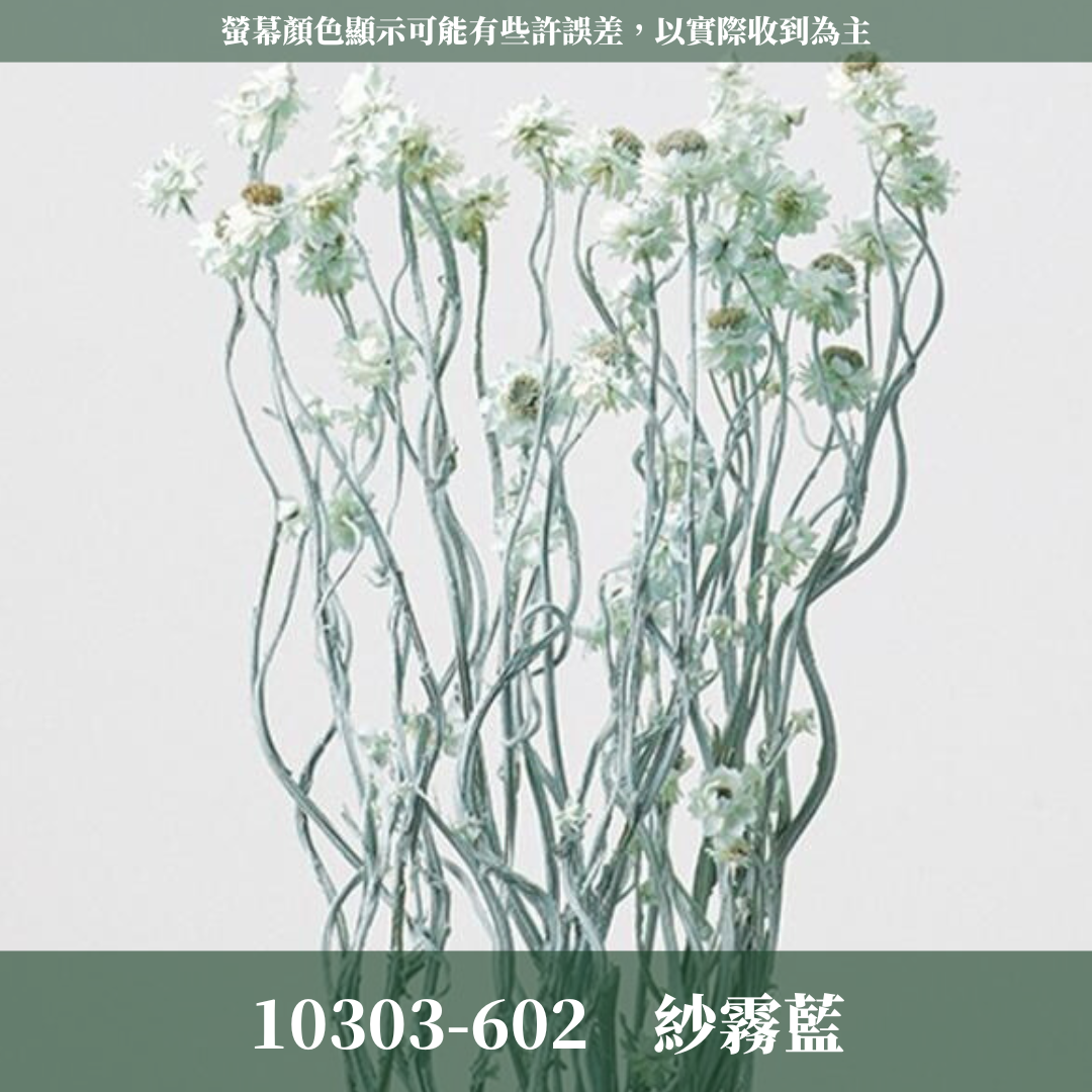 10303 銀苞菊 乾燥銀苞菊 日本大地農園 日本銀苞菊 進口花材 日本乾燥花 日本花材 アンモビューム