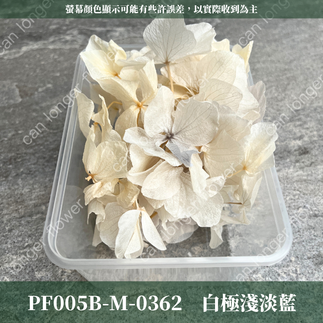 PF005B-S 大葉繡球(10克) 盒裝 紫陽花 夢幻漸變繡球 台灣現貨