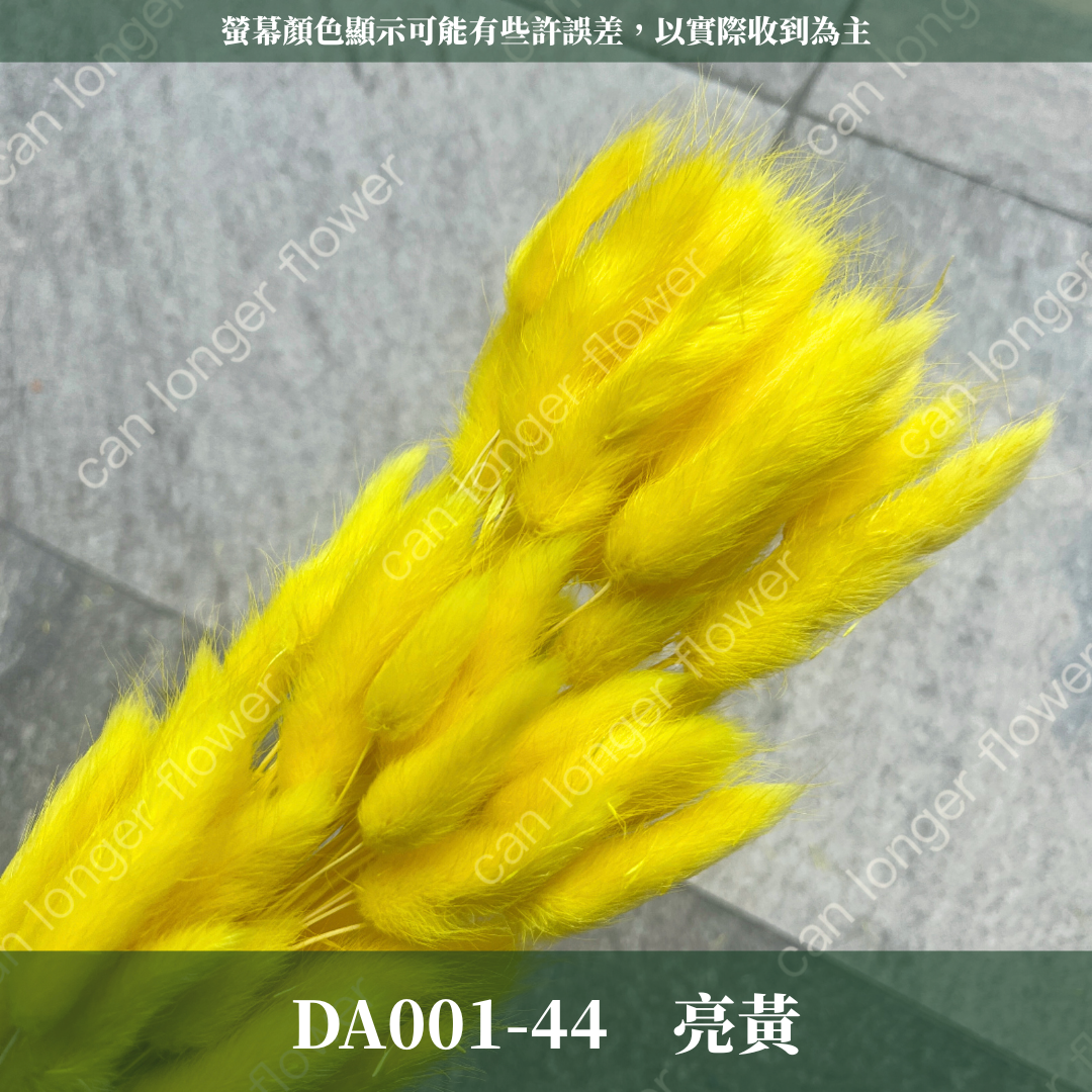 DA001 原裝兔尾草｜彩色兔尾草 乾燥永生花 花束花材 莫蘭迪色 插花DIY 拍照道具 乾燥兔尾草 乾燥花