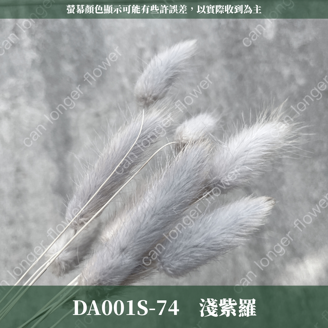 DA001S 兔尾草 10支 小份量 台灣現貨