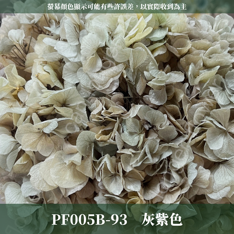PF005B 大葉繡球 台灣現貨 繡球花 紫陽花 永生繡球 乾燥繡球