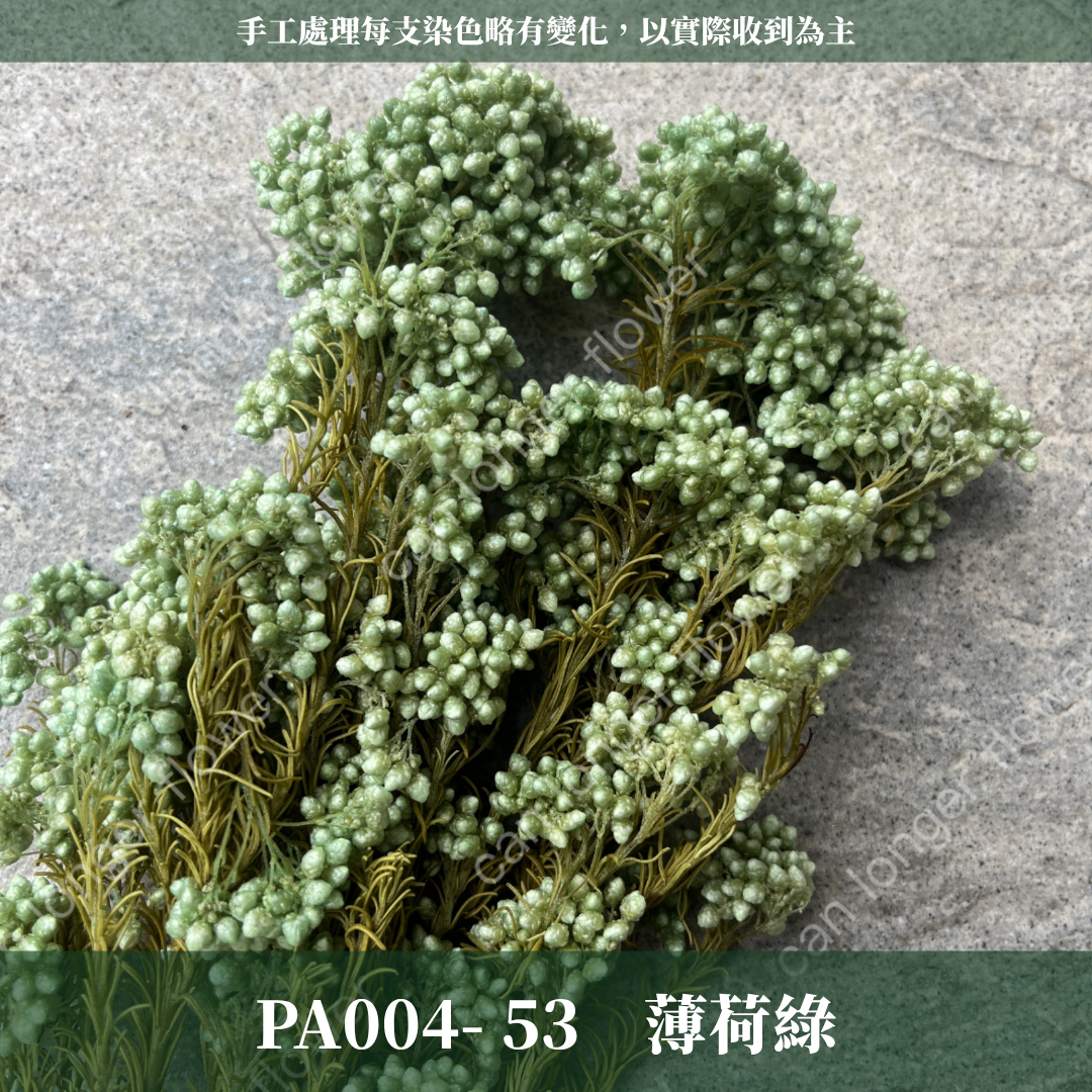 PA004 原裝米香｜永生水稻花 不凋小米花 花束配材 乾燥花 桌花 花盅 插花 花藝師 CP質教學材料 永生花居家佈置