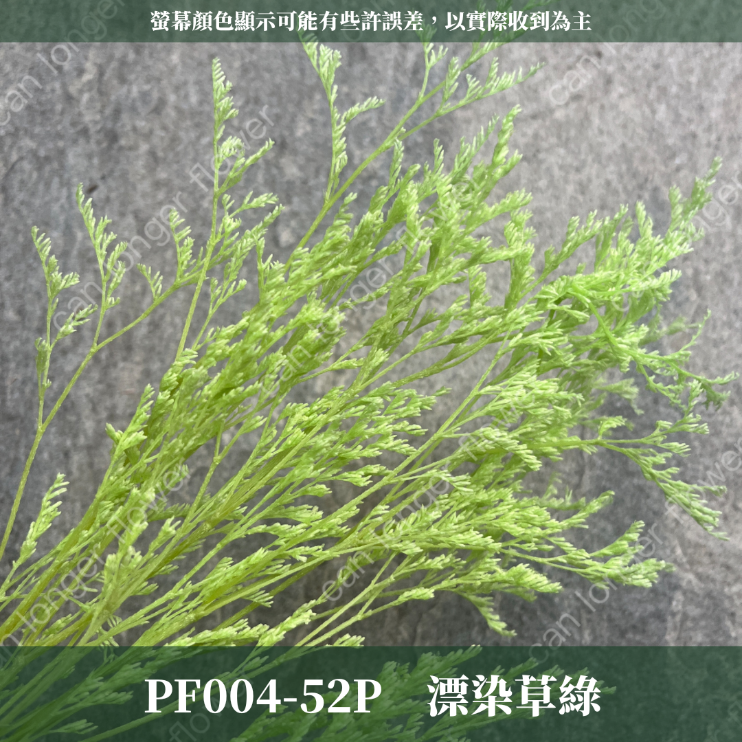 PF004S 卡斯比亞/情人草 10克 永生花 吸色/漂色 小份量