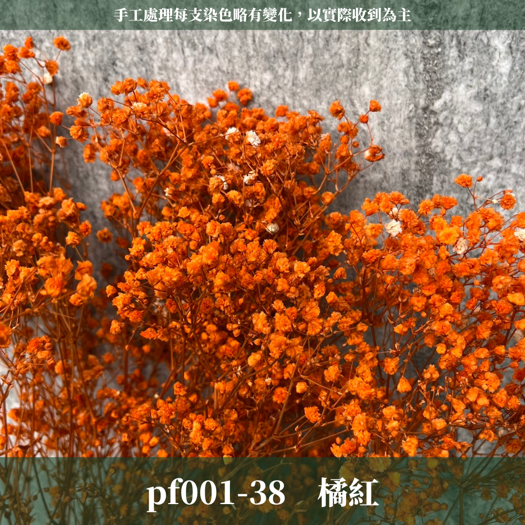 PF001 原裝滿天星｜A級永生滿天星工廠直供 拍攝婚禮佈置 韓式不凋滿天星 抖音款永生花 乾燥花 桌花花束 手作DIY