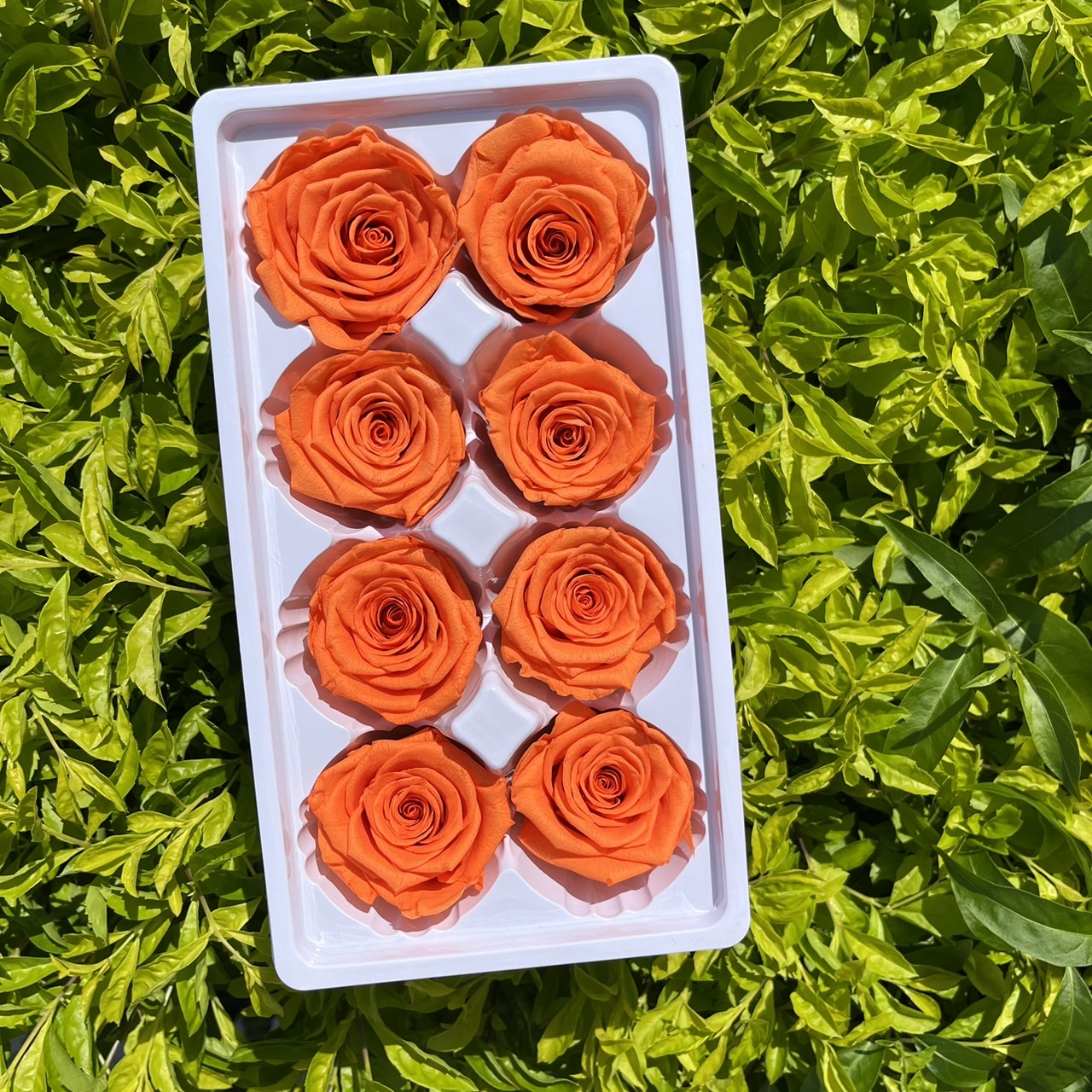 ✿ 台灣現貨 ✿ R08 永生玫瑰 4-5cm 原裝 8朵裝 永生花