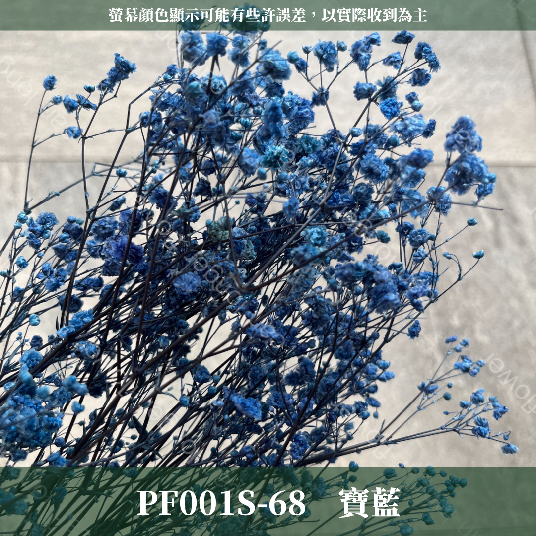 PF001S 滿天星 夢幻星 永生花 小份量