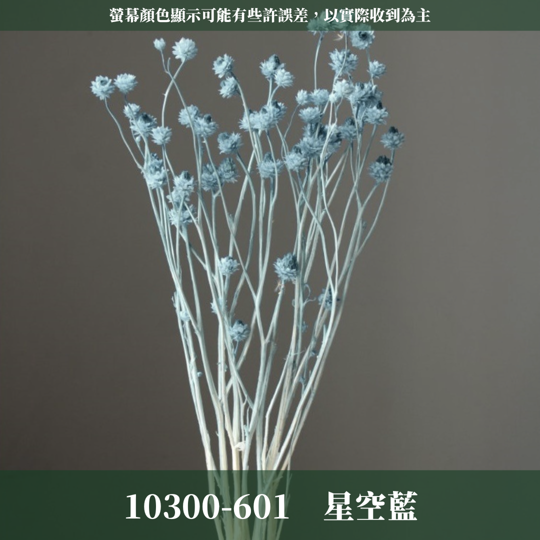 10300 漂色銀苞菊｜永生銀苞菊 乾燥銀苞菊 日本大地農園 日本銀苞菊 進口花材 日本乾燥花 日本花材 アンモビューム・ビューティー