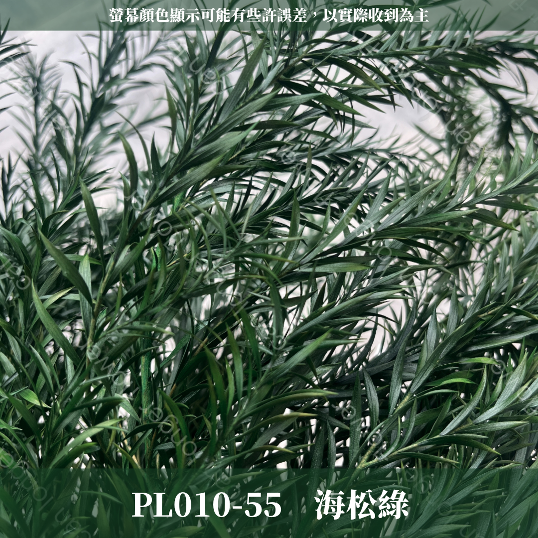 PL010 茶樹 茶樹葉 台灣現貨