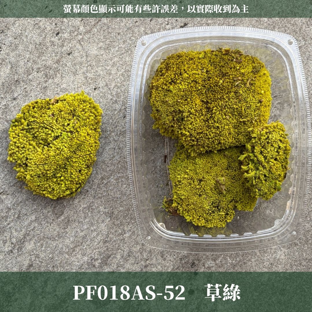 PF018AS 白髮蘚經濟包｜鋪面永生青苔 微景觀苔蘚造景 苔蘚生態造景DIY 植物墻 建築模型材料 苔球 高級花藝苔蘚