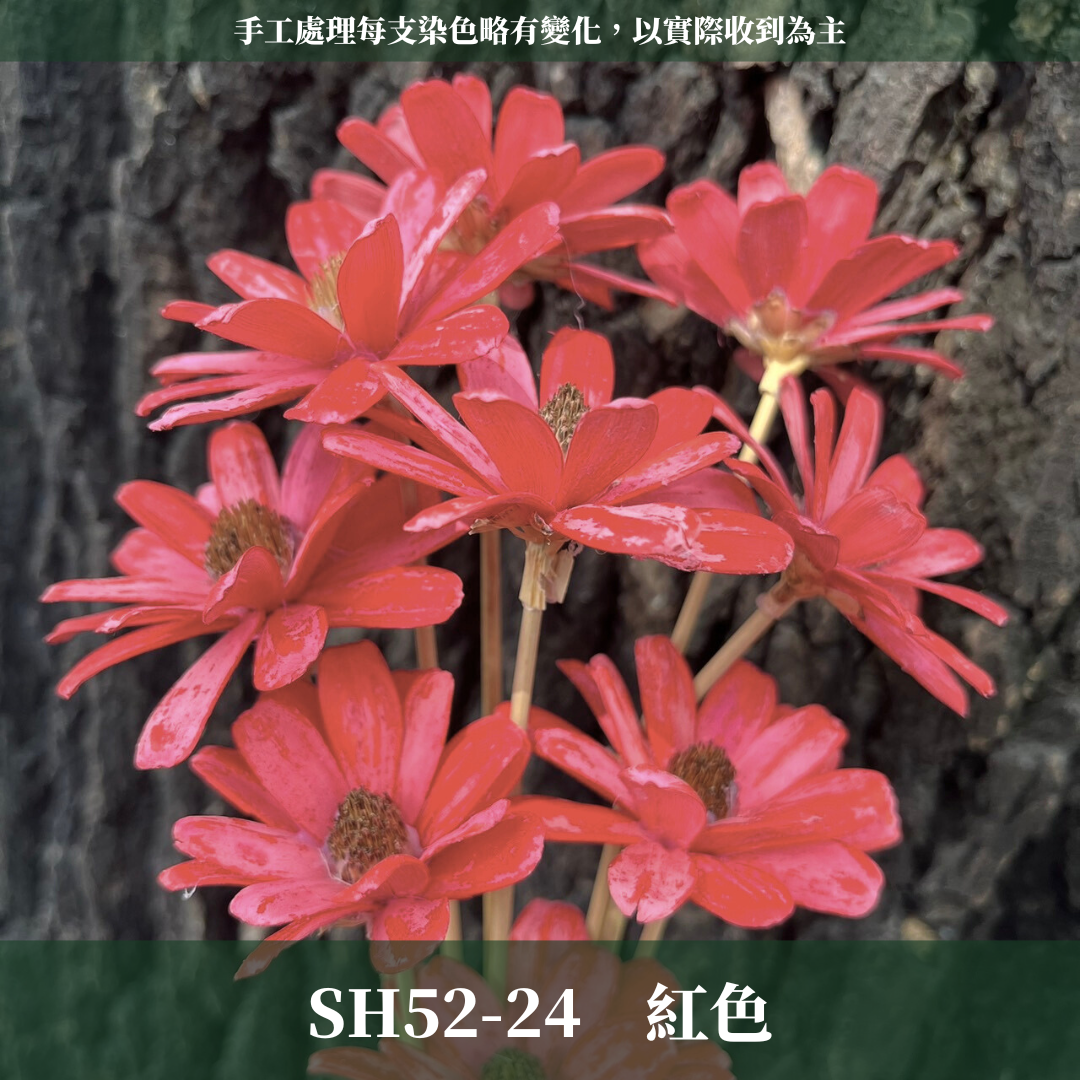 SH52 原裝小雛菊瓜子花｜此區已售完，請私訊或主頁"小雛菊瓜子花"