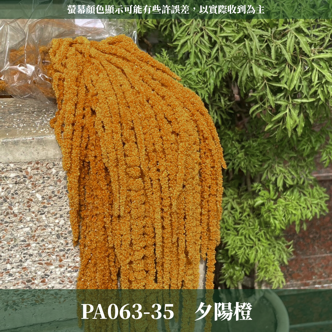 PA063 原裝柔麗絲 永生柔麗絲 永生花 永生花材 紅藜 彩虹米