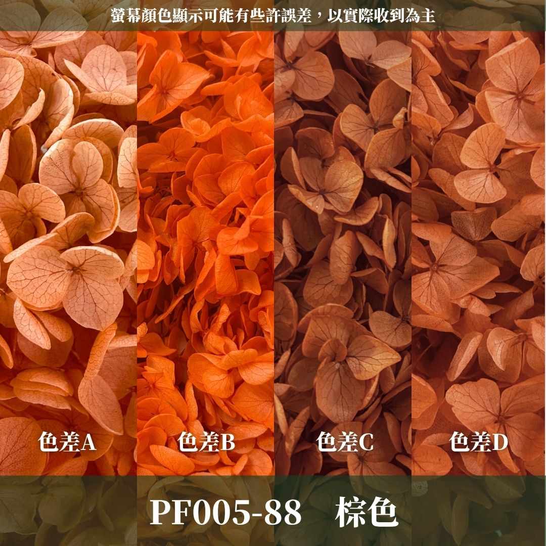 PF005 安娜繡球單支｜ A級 大份量 帶梗紫陽花 永生花 不凋花 乾燥花 DIY花材 拍攝道具 漸變花藝繡球 浮游花