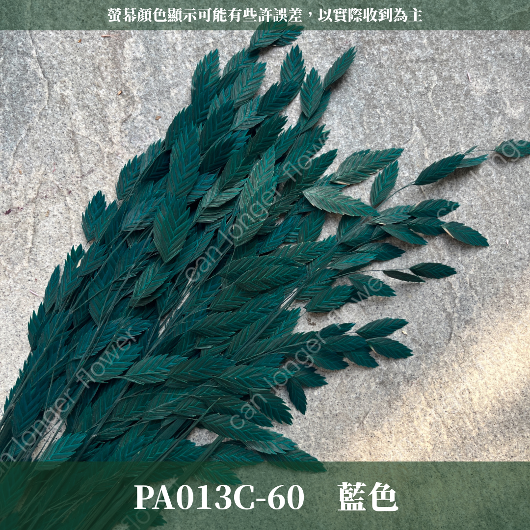 PA013 原裝小判草 小盼草 大凌風草 永生