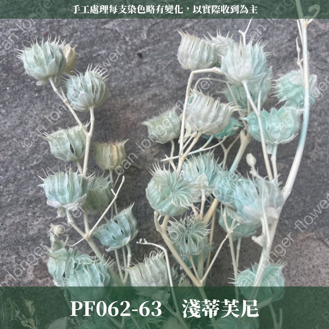 ✿ 台灣現貨 ✿  PA062 年輪果