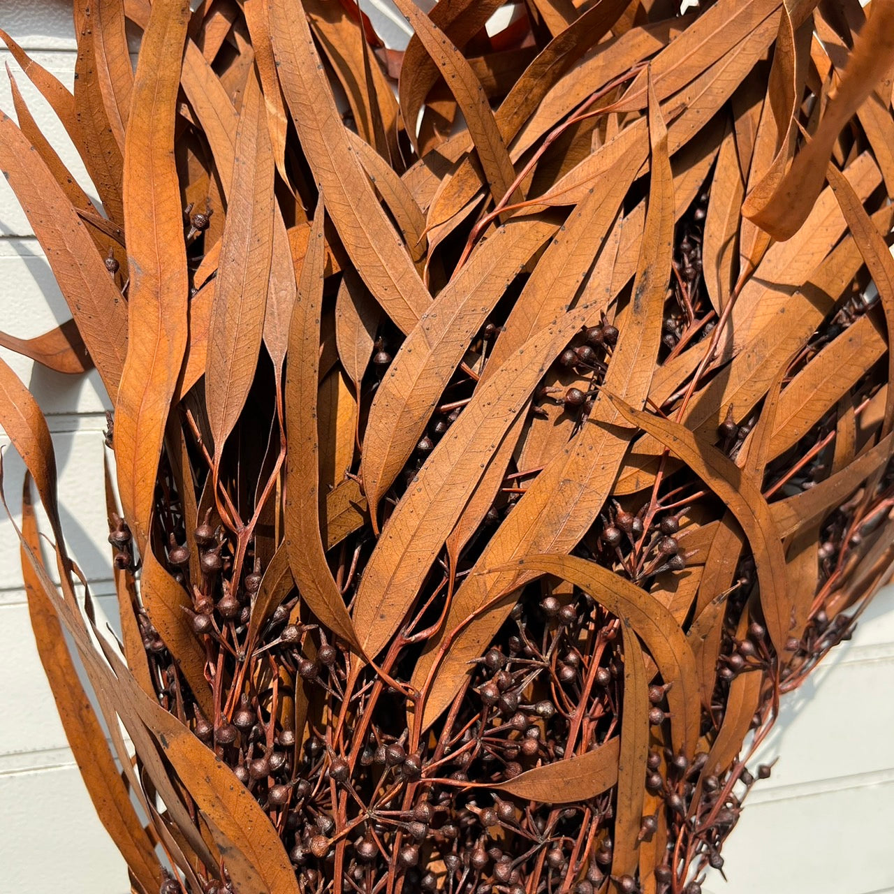 ✿ 台灣現貨 ✿ PL006 DL006 小米果葉 小米果尤加利