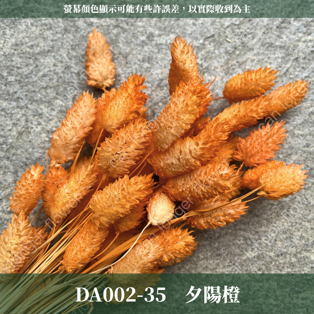 DA002 加那利 台灣現貨