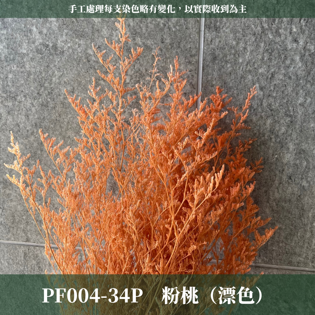PF004 原裝卡斯比亞｜情人草