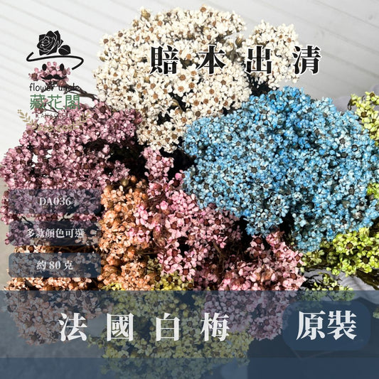 賠本出清｜DA036 原裝法國白梅｜法國小白梅 乾燥花 小配花 花束材料 小白花 野白梅 不凋花 擴香蠟燭美化材料 A級