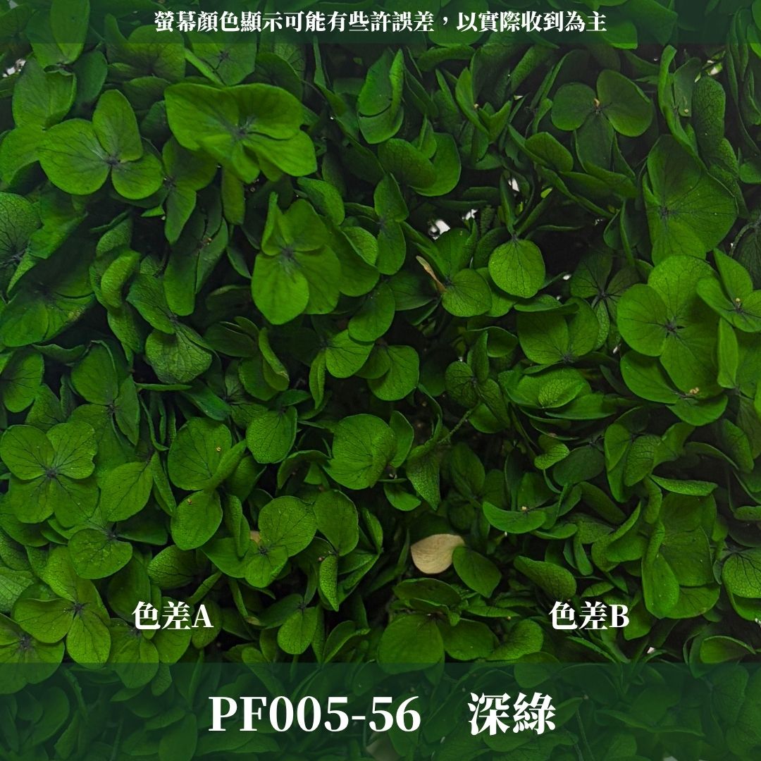 PF005 安娜繡球單支｜ A級 大份量 帶梗紫陽花 永生花 不凋花 乾燥花 DIY花材 拍攝道具 漸變花藝繡球 浮游花
