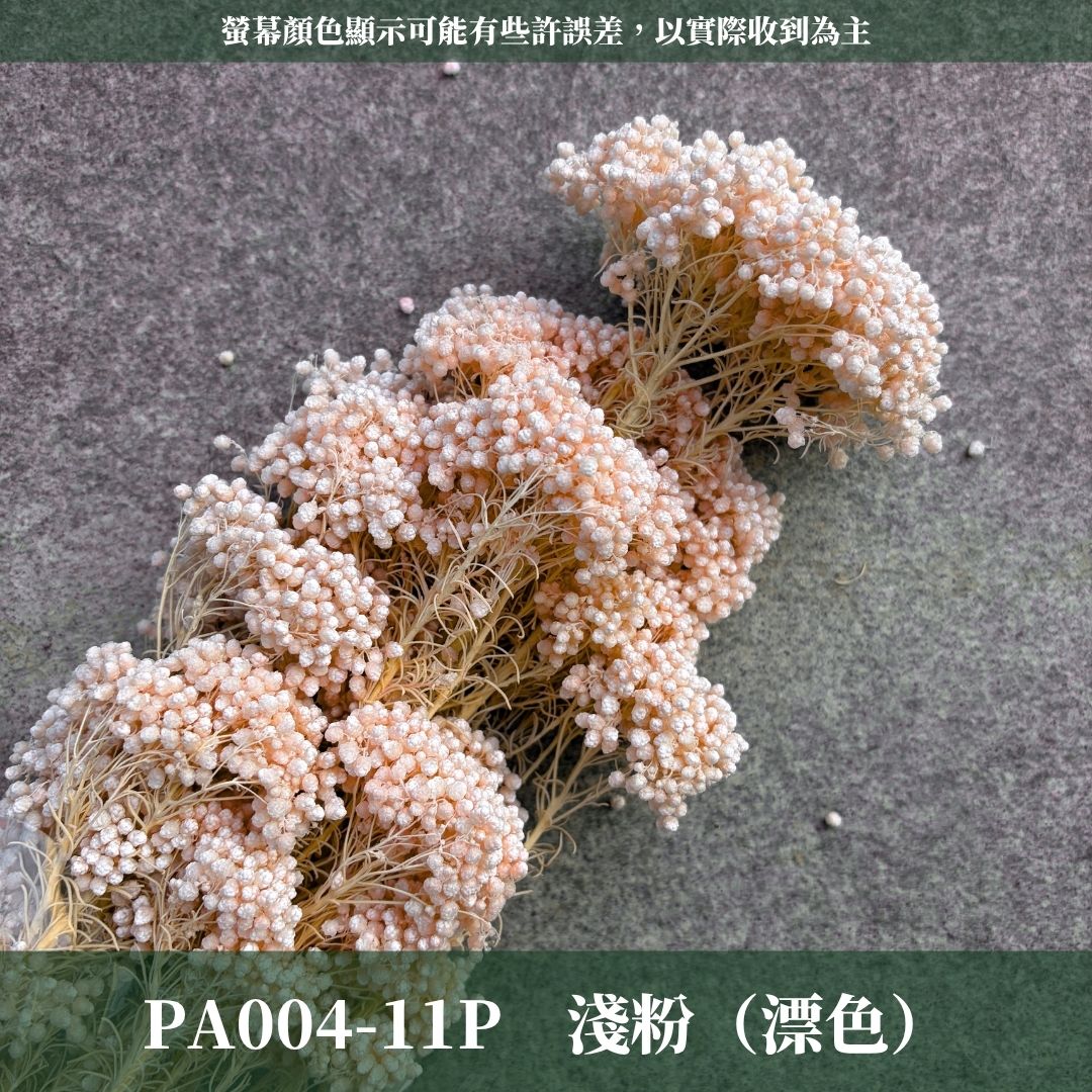 PA004 原裝米香｜永生水稻花 不凋小米花 花束配材 乾燥花 桌花 花盅 插花 花藝師 CP質教學材料 永生花居家佈置