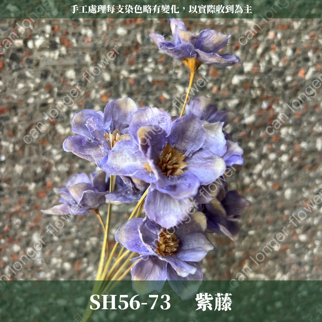 SH56 原裝手工銀連花｜9種顏色！A級乾燥花材料包 手工花主花 永生花 不凋花瓜子花花材 花束花材 花藝師必買