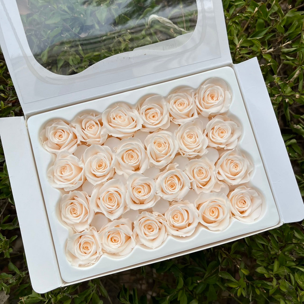R24 ⟡ 二十四輪玫瑰(1.5-2cm)