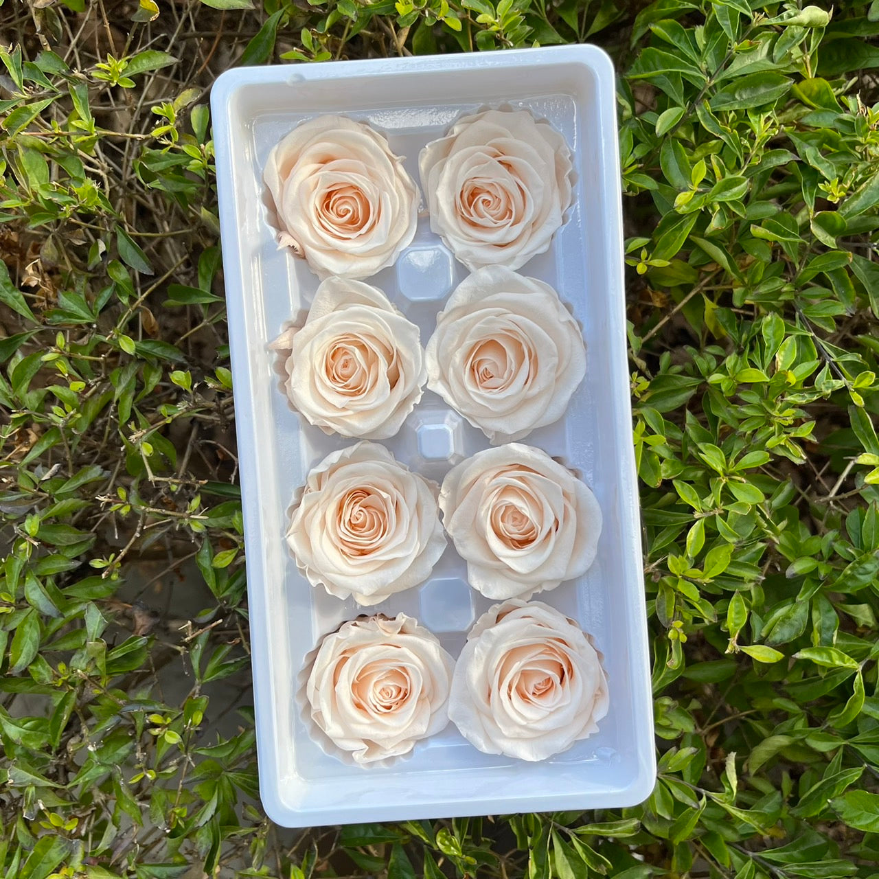 ✿ 台灣現貨 ✿ R08 永生玫瑰 4-5cm 原裝 8朵裝 永生花