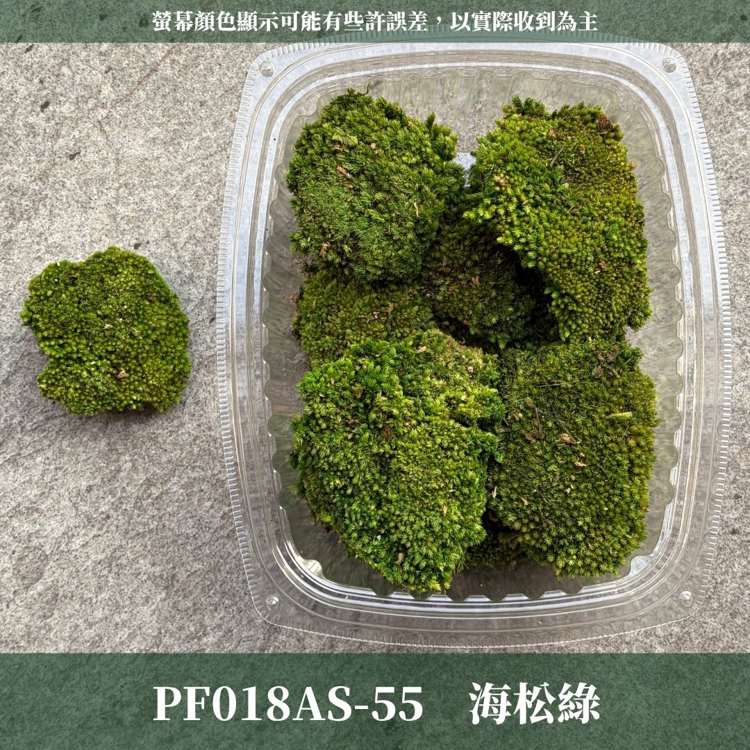 PF018AS 白髮蘚經濟包｜鋪面永生青苔 微景觀苔蘚造景 苔蘚生態造景DIY 植物墻 建築模型材料 苔球 高級花藝苔蘚
