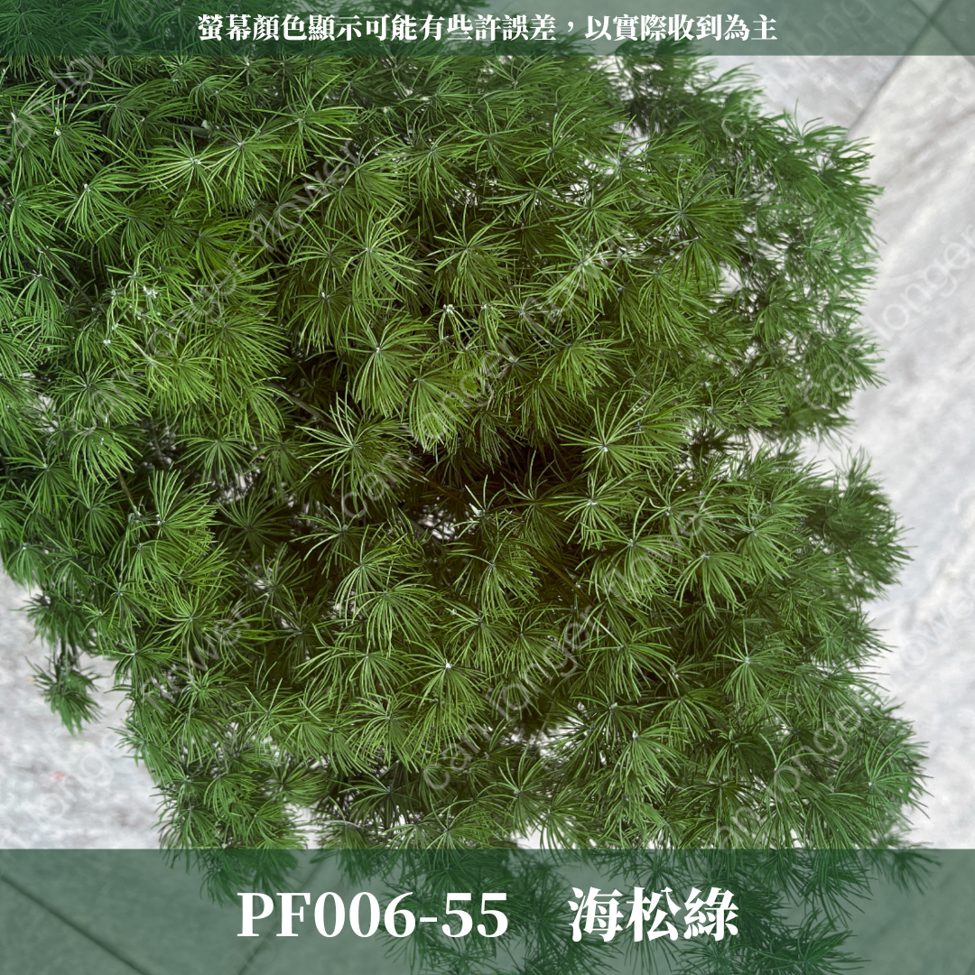 PF006 原裝蓬萊松｜ 永生蓬莱松 不凋蓬萊松 進口蓬萊松 萬壽松 A級永生蓬萊松 松樹 手作花材 花藝設計 台灣現貨 不凋花 永生花 聖誕鬆 聖誕花圈材料 聖誕樹材料 浮游花材料包 壽松 材料包