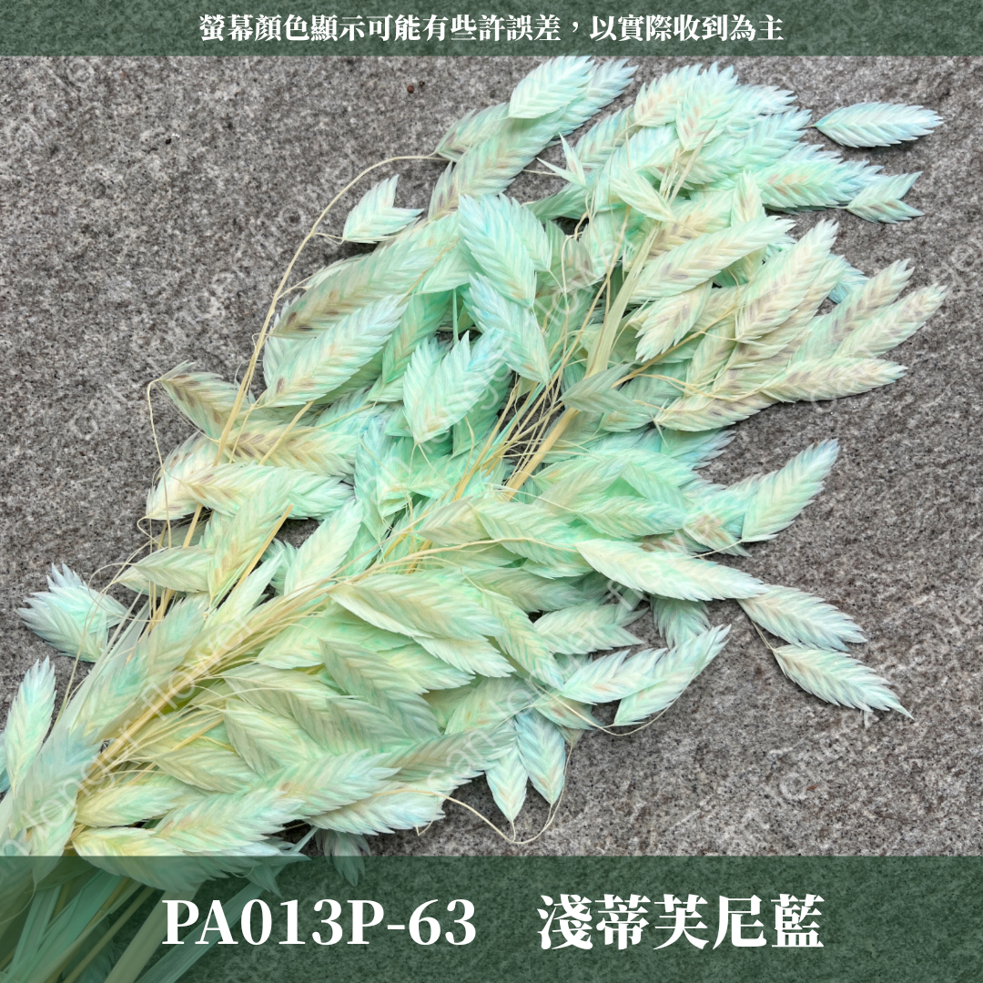 PA013 原裝小判草 小盼草 大凌風草 永生