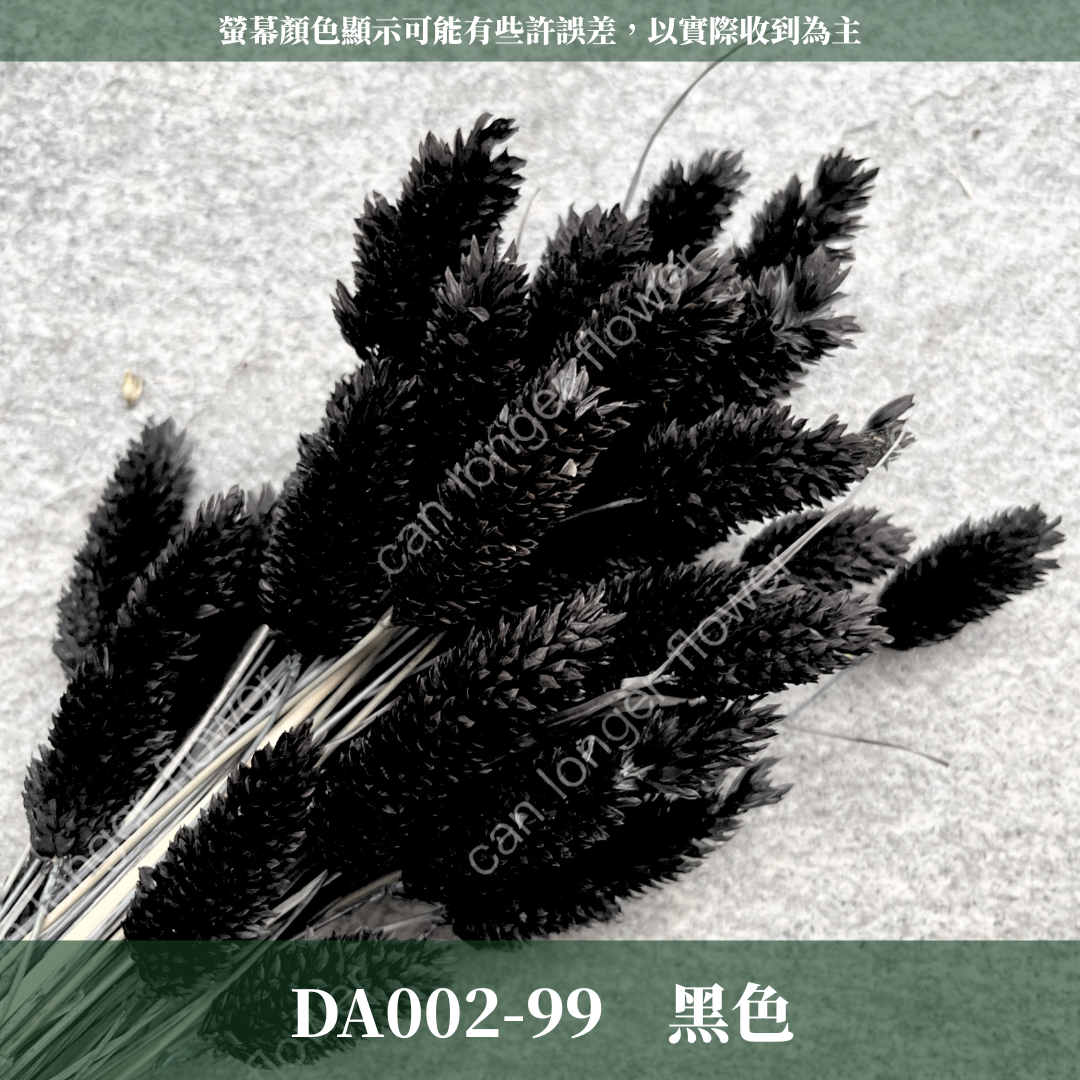 DA002 加那利 台灣現貨