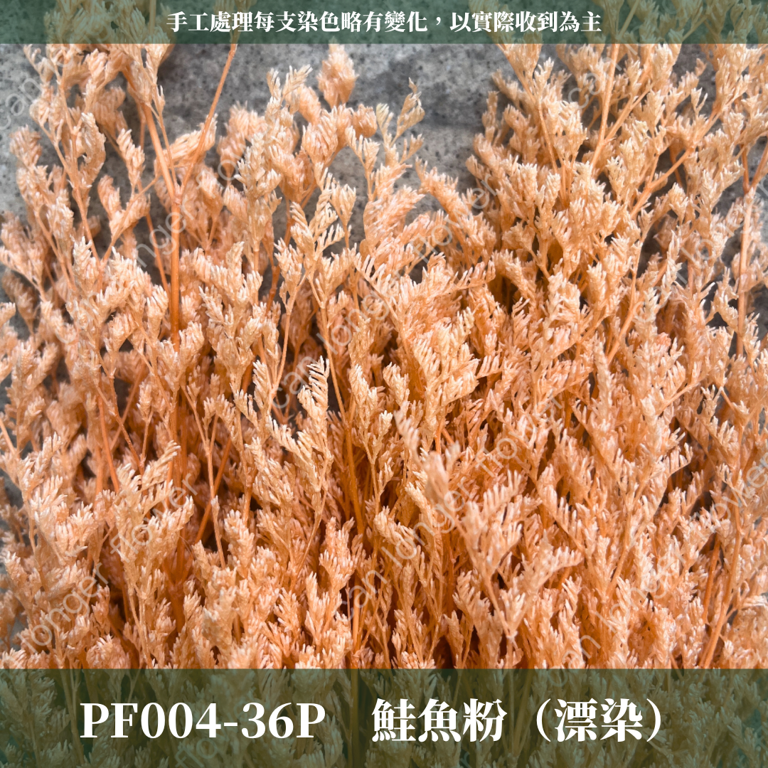 PF004 原裝卡斯比亞｜情人草