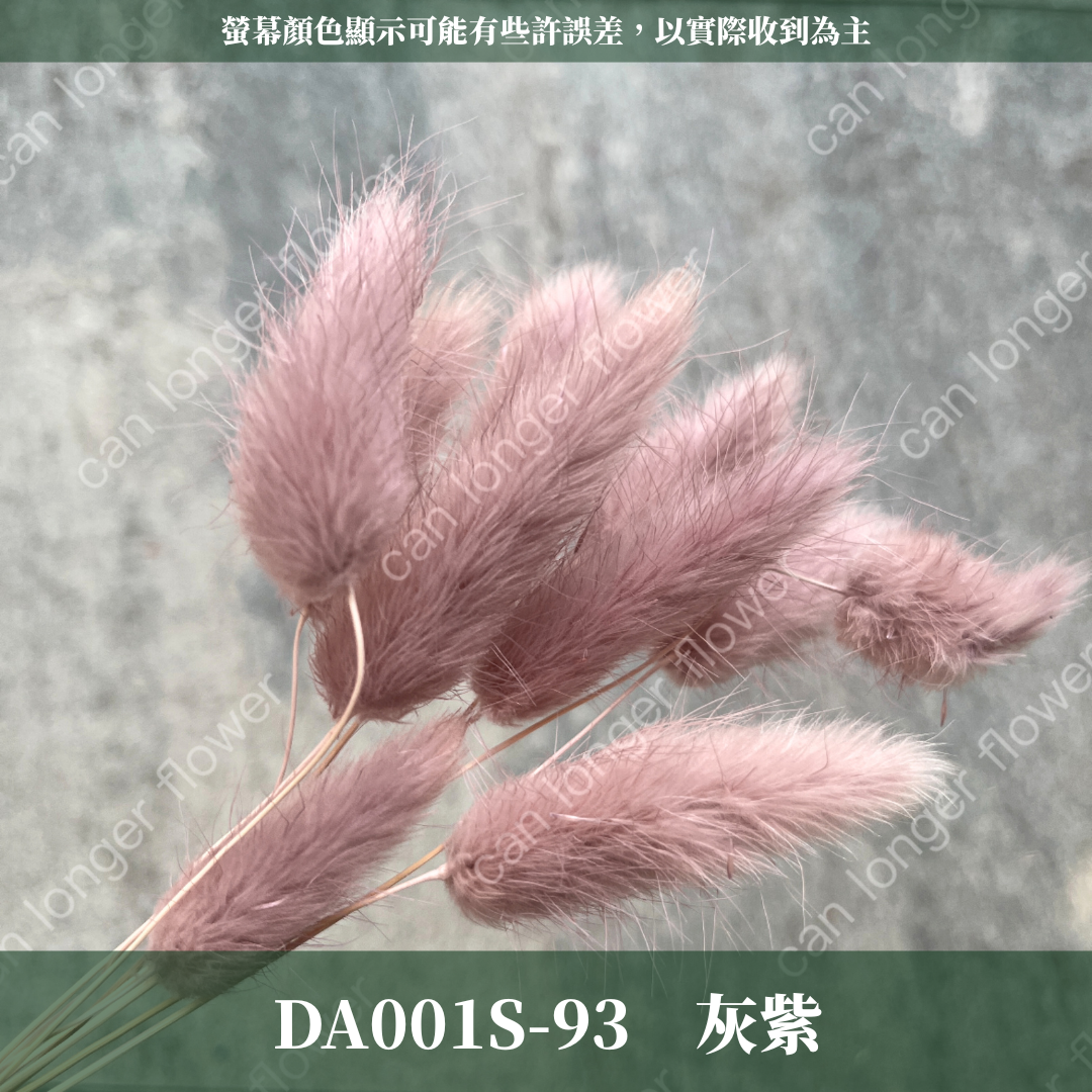 DA001S 兔尾草 10支 小份量 台灣現貨