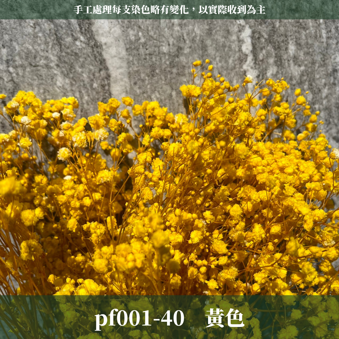 PF001S 滿天星 夢幻星 永生花 小份量